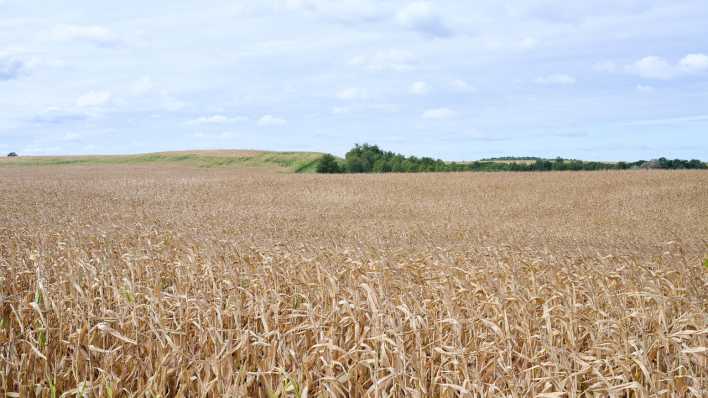 Trrockenes Maisfeld bei Oberbarnim