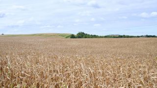 Trrockenes Maisfeld bei Oberbarnim