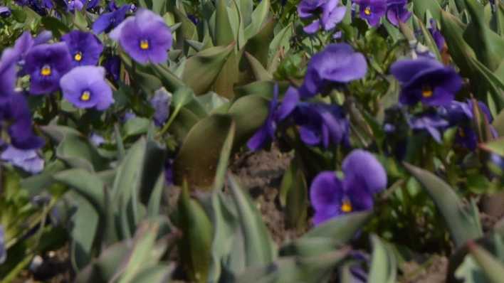 Blaue Blumen ... (Bild: Bernd Settnik/dpa)