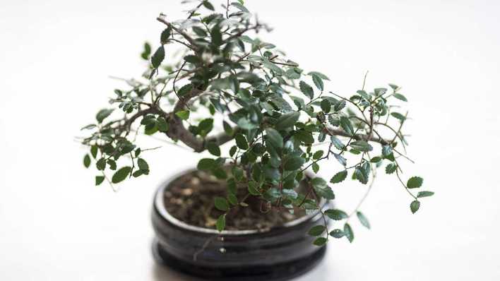 Ein Bonsai (Bild: imago/Westend61)