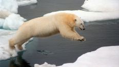Eisbär springt auf Eisscholle (Bild: dpa)