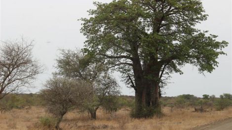 Baobab - DER Baum Afrikas