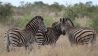 Zebras, Foto und Copyright Thomas Prinzler
