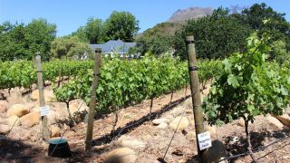 Ein Weinberg in der Nähe der südafrikanischen Stadt Stellenbosch. (Bild: T. Prinzler, rbb-Inforadio)