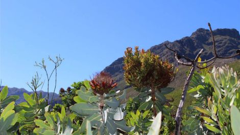 Die Wappenblume Südafrikas: Protea - Foto: rbb Inforadio/Thomas Prinzler