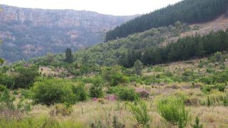 Tokai Forrest im Tafelblerg Nationalpark bei Kapstadt - Foto: rbb Inforadio/Thomas Prinzler