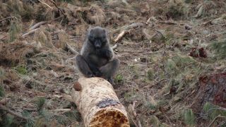 Ein kleinen Baboon macht scih an einem Baumstück zu schaffen - Foto: rbb Inforadio/Thomas Prinzler