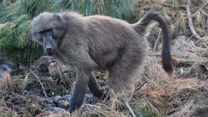 Ein Baboon auf der Suche nach etwas Essbarem - Foto: rbb Inforadio/Thomas Prinzler