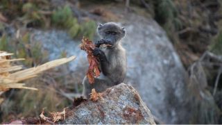 Ein Baboon beim - Essen - Foto: rbb Inforadio/Thomas Prinzler