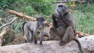 Zwei Baboons bei einer gemütlichen Mahlzeit - Foto: rbb Inforadio/Thomas Prinzler