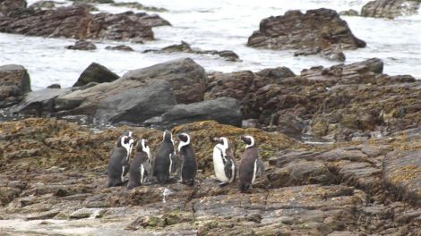 Brillenpinguine auf Robben Island in Südafrika - Foto: rbb Inforadio/Thomas Prinzler