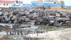 Brillenpinguine auf Robben Island - Foto: rbb Inforadio/Thomas Prinzler