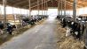 Kühe im Stall (Quelle: rbb/Butterwegge)