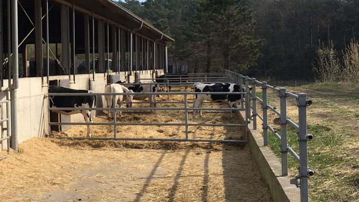 Kühe im Außenbereich des Stalls (Quelle: rbb/Butterwegge)