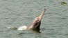 Flussdelfin im Ganges (Foto: Sandra Petersmann)