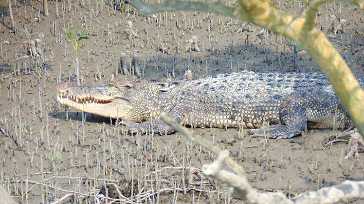 Ein Krokodil am Ganges (Foto: Sandra Petersmann)
