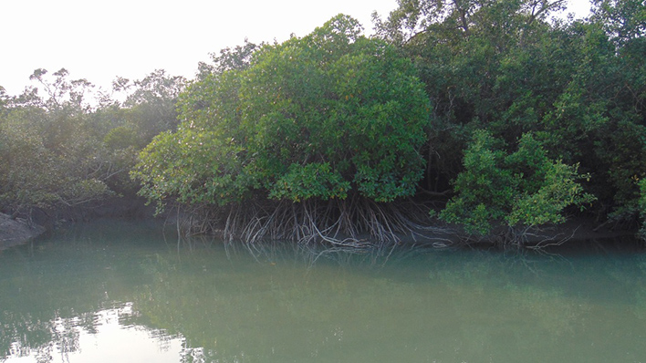 Mangroven in den Sunderbans (Foto: Sandra Petersmann)