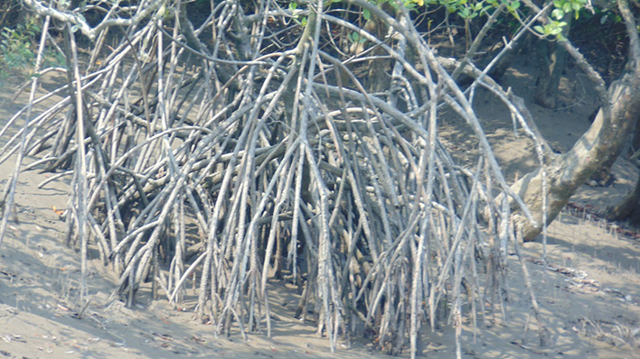 Mangrovenwurzeln in den Sunderbans (Foto: Sandra Petersmann)