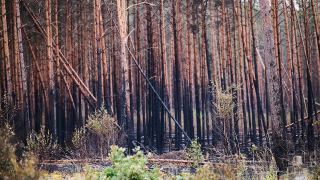 Verkohlte Bäume nach dem Waldbrand in Treuenbrietzen