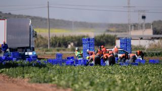 Arbeiter mit Migrationshintergrund ernten am 15.01.2020 auf einem Feld bei La Manga Spanien das Gemüse. (Quelle: Imago Images/Bernd Feil)
