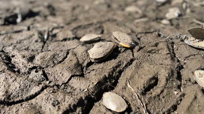 Muscheln auf dem trockenen Grund der Egelneiße (Foto: rbb/Jahn)